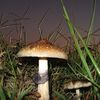 Insider Trading Case Gets Weird With Bad Mushroom Trip Story